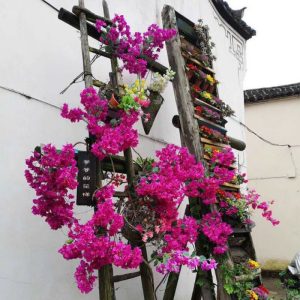 Chậu Cây Hoa Giấy Giả Trang Trí Cao Cấp