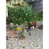 cay khe gia 1 - Cây Khế Giả Trang Trí Nội Thất