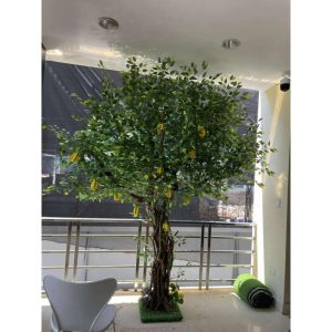Chậu Cây Khế Giả Để Sàn