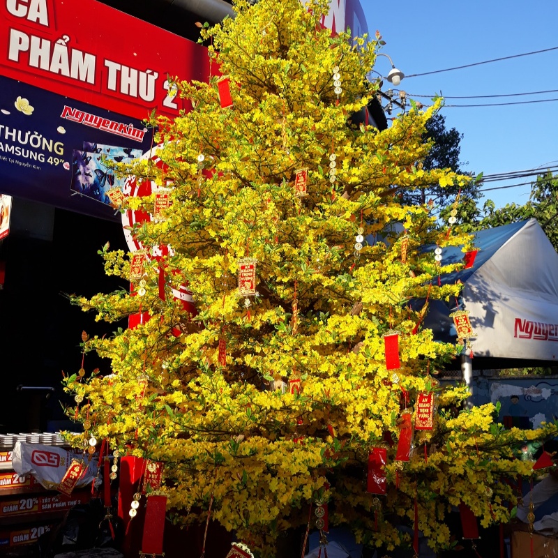 Cây Mai Vàng Giả 10