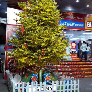 Cây Mai Vàng Giả 11