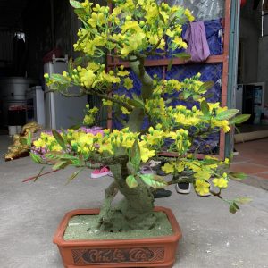 Cây Mai Vàng Giả 15