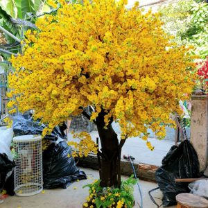 Cây Mai Vàng Giả 17