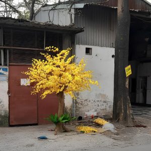 Cây Mai Vàng Giả 28