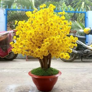 Cây Mai Vàng Giả 07