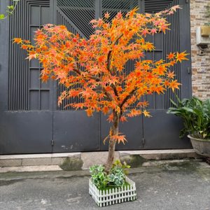 Cây Phong Giả Lá Đỏ 02