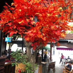 Cây Phong Giả Lá Đỏ 03