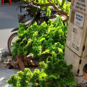 Cây Tùng Bonsai Trang Trí 02
