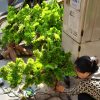 cay tung gia 3 - Cây Tùng Bonsai Trang Trí 03