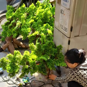 Cây Tùng Bonsai Trang Trí 03