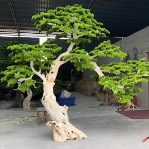 Cây Tùng Bonsai Trang Trí 05