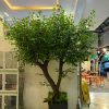 cay xanh 3 - Cây Xanh Giả Trang Trí 03