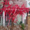 dao do 6 - Cây Đào Đỏ Giả 06