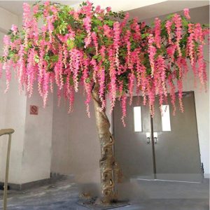 Cây Hoa Tử Đằng 01