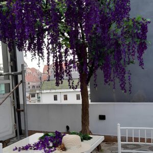 Cây Hoa Tử Đằng 11