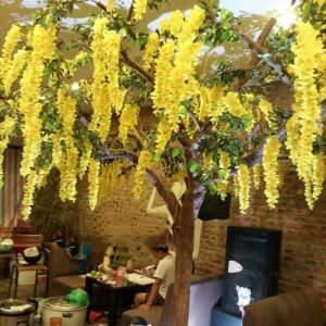 Cây Hoa Tử Đằng 02
