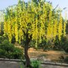 hoa tu dang 3 - Cây Hoa Tử Đằng 03