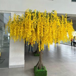 Cây Hoa Tử Đằng 04
