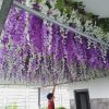 hoa tu dang 6 - Cây Hoa Tử Đằng 06