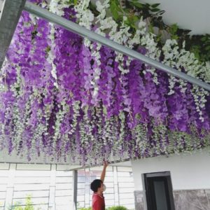 Cây Hoa Tử Đằng 06