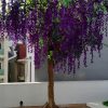hoa tu dang 9 - Cây Hoa Tử Đằng 09